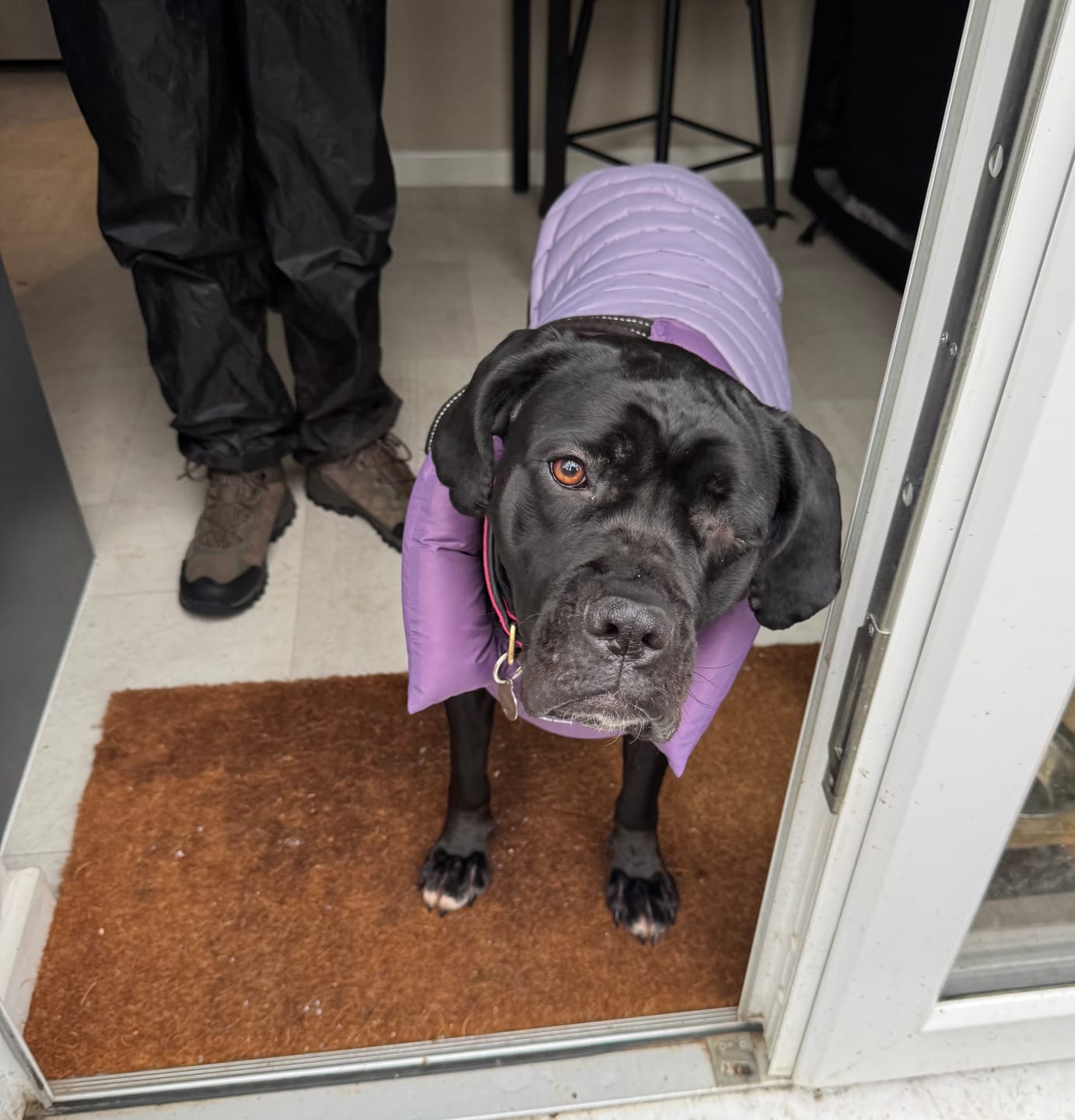 Customer photo review of PuffShield Winter Jacket -  Purple