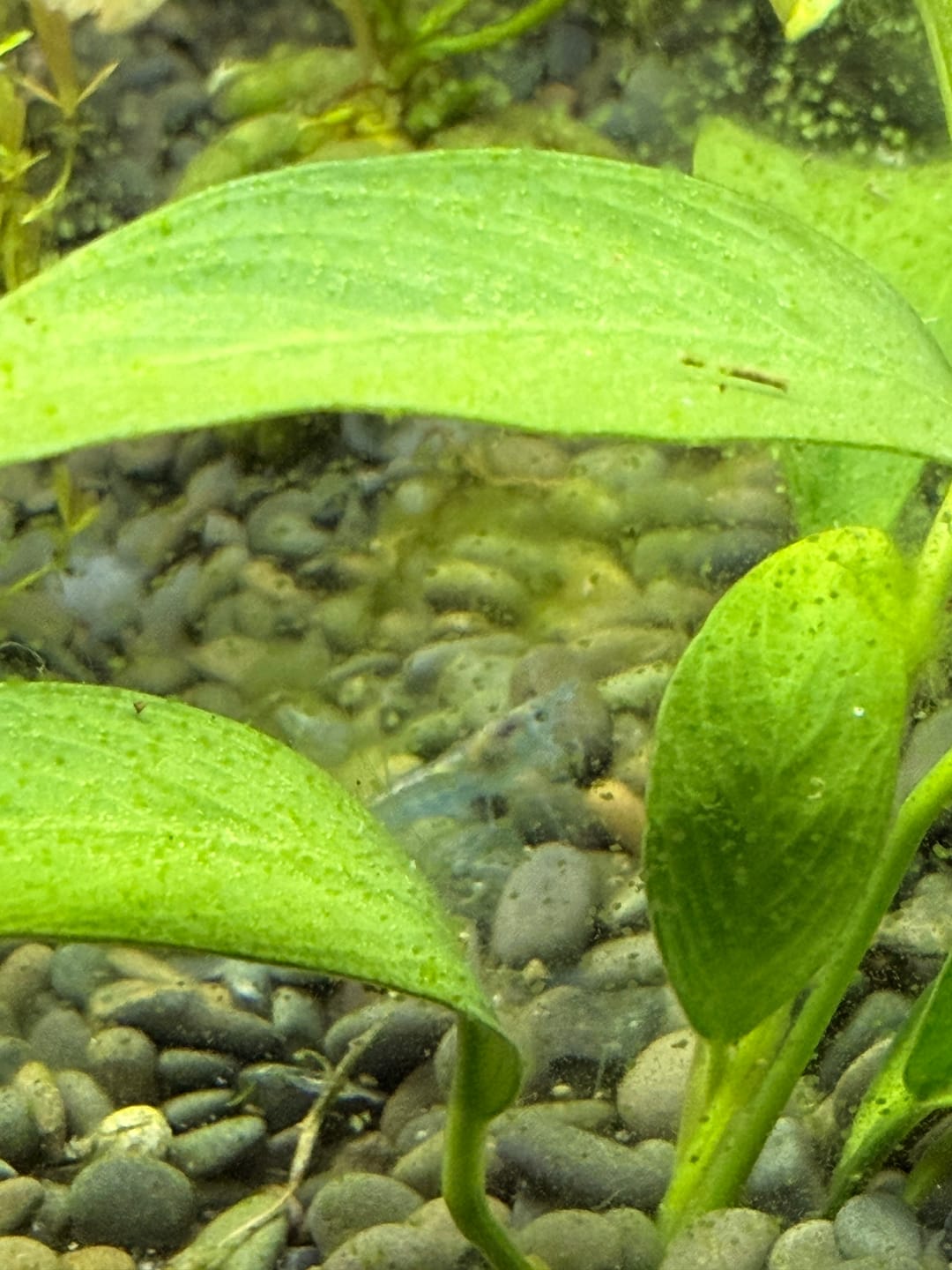 Customer photo review of Green Jade Shrimp