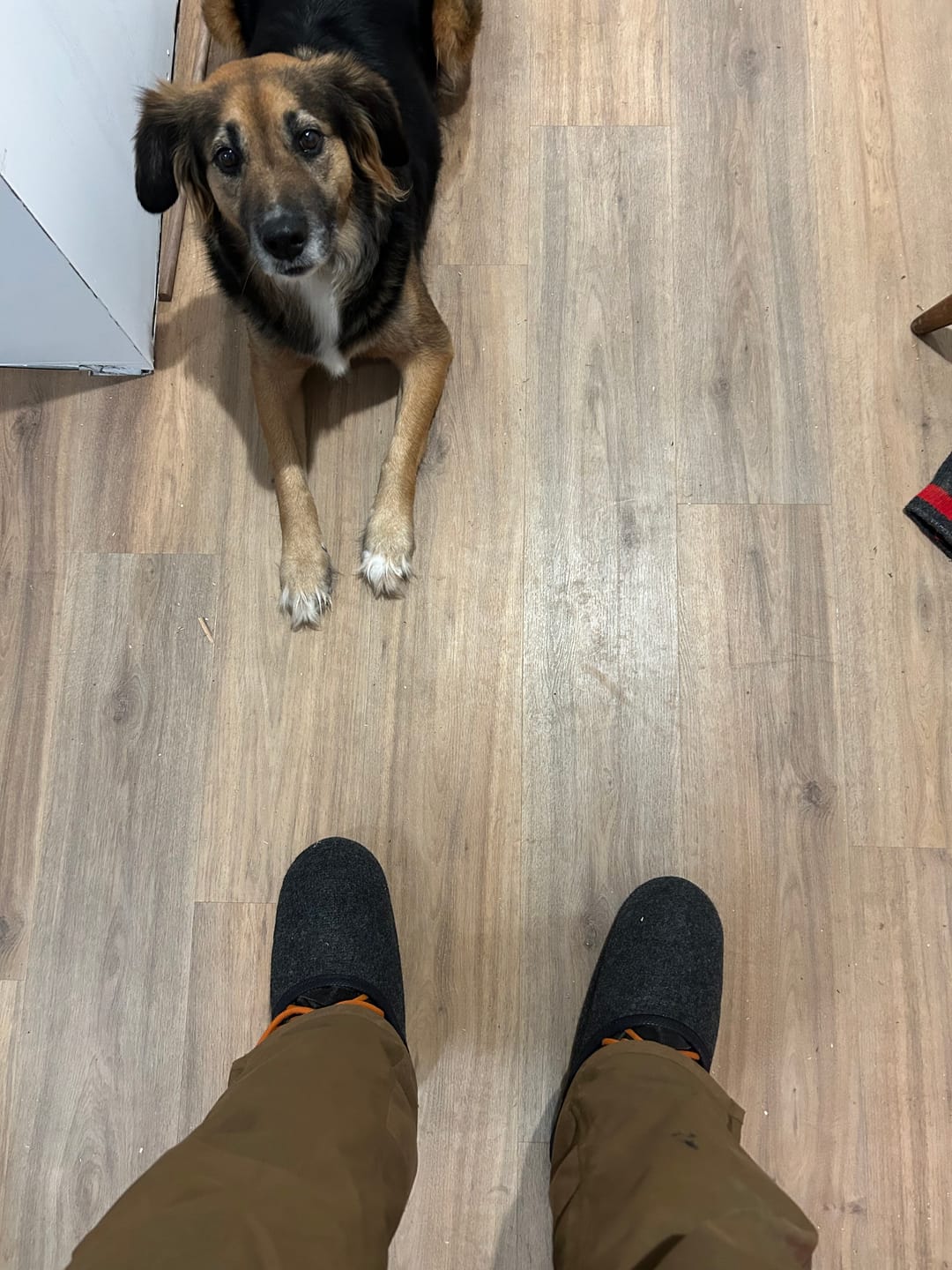 Customer photo review of Indoor Overshoes