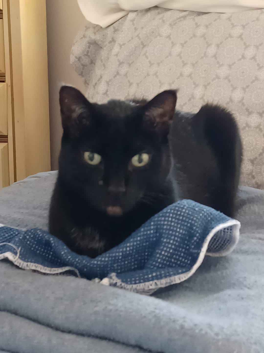 Customer photo review of Cat Weight Gain + Hyperthyroidism Support Remedy