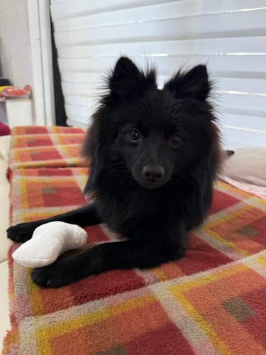 Customer photo review of FunFunPet 高機能ハーネス（お名前タグ作成サービス付き）