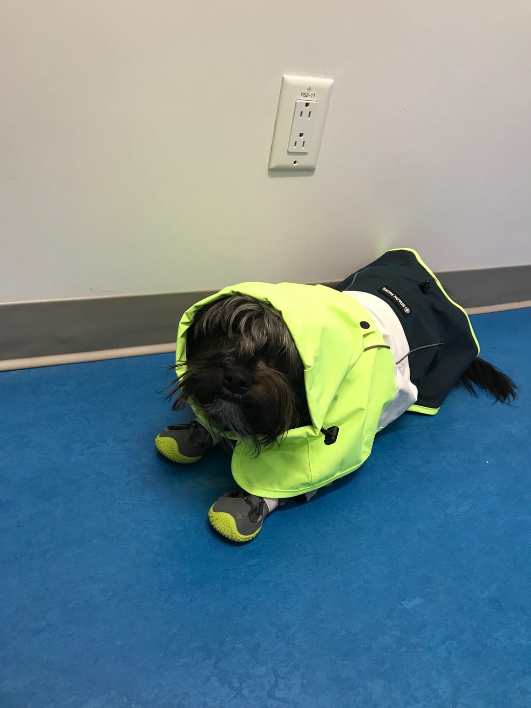 Customer photo review of Flex Shell Waterproof Dog Boots
