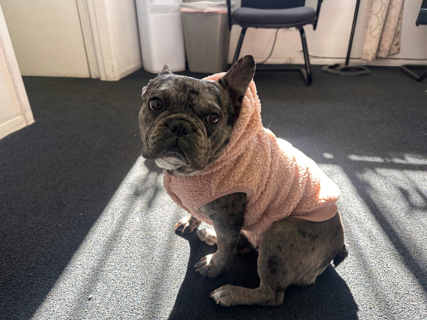 Customer photo review of Teddy Sherpa Dog Jackets