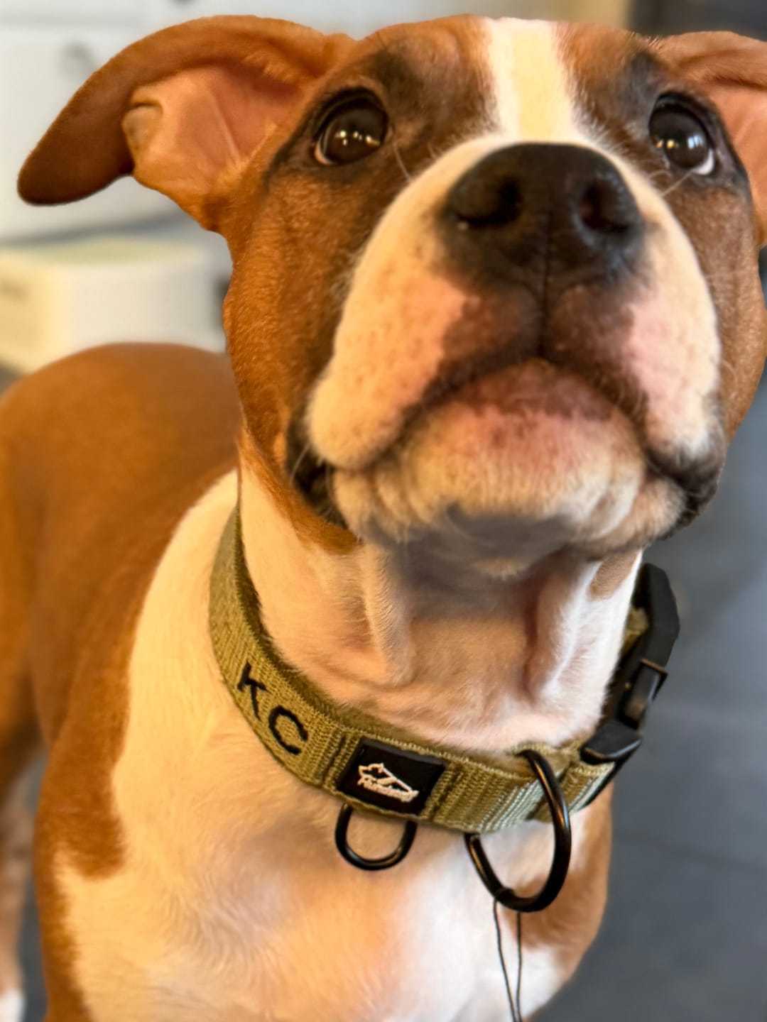 Customer photo review of Hundhalsband med namn, 2.5cm brett