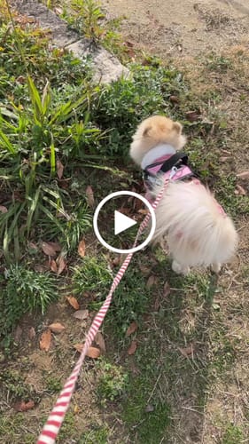 Customer video review of FunFunPet 高機能ハーネス（お名前タグ作成サービス付き）