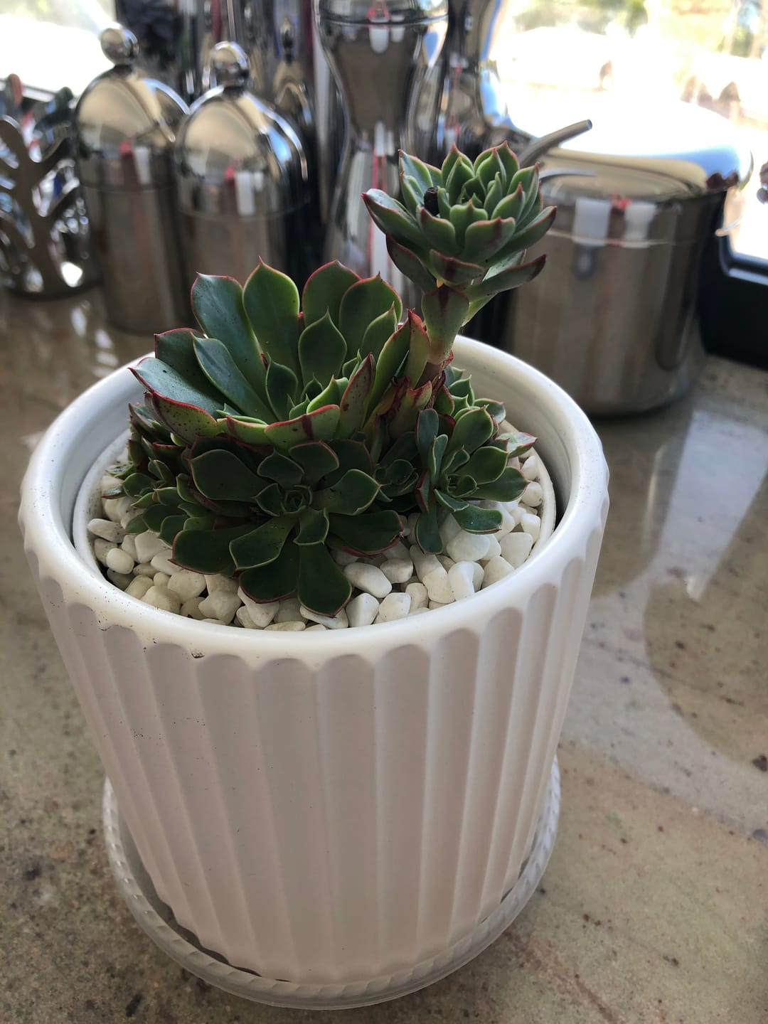 Customer photo review of Echeveria 'Yin Lisa'