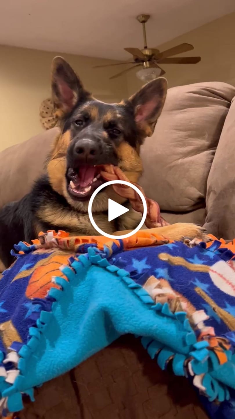 Customer video review of 12 Inch Jumbo Braided Bully Stick