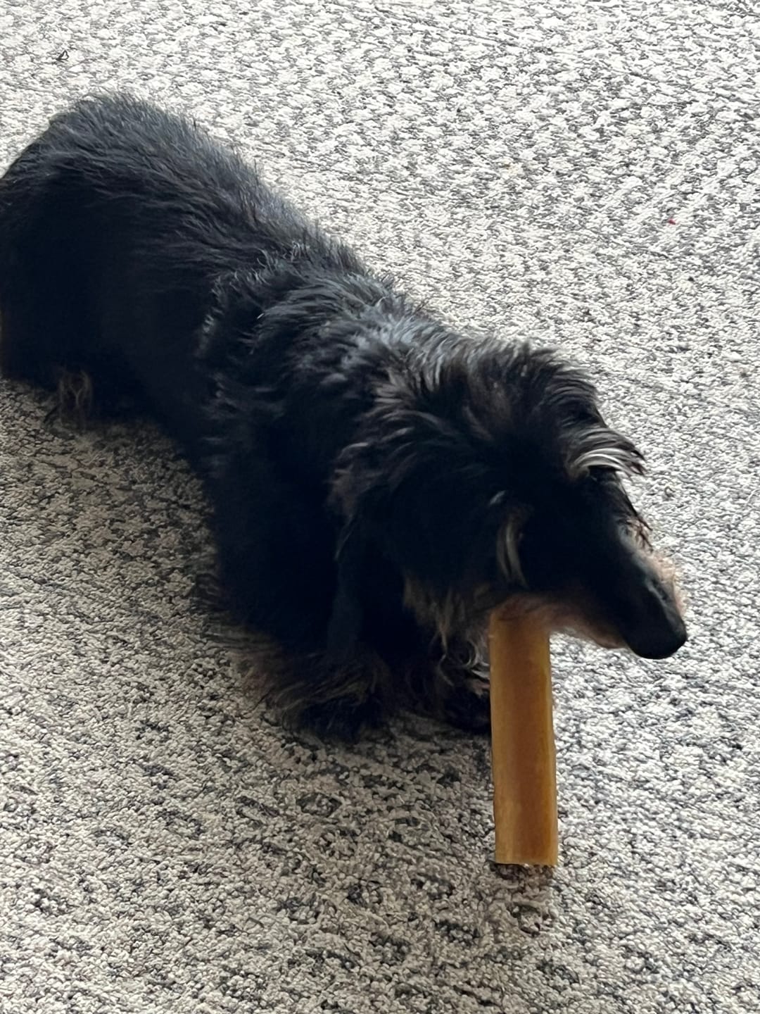 Customer photo review of Himalayan Yak Chew (EXTRA LARGE)