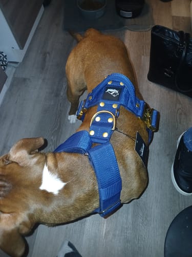 Customer photo review of Easy Walk Extreme Gold Buckle Navy Blue - Sele med snabbspänne