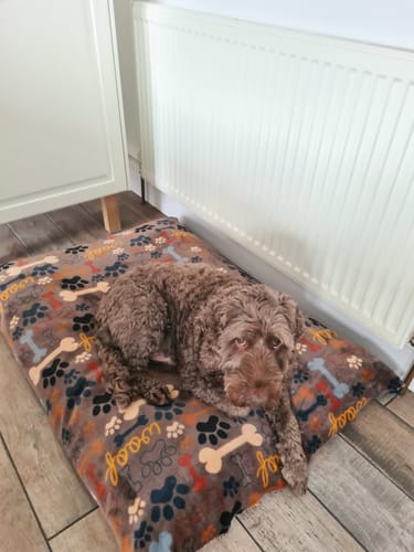 Customer's dog lying on a soft pet bed made from the Playful Paws Cuddle Fleece Fabric.