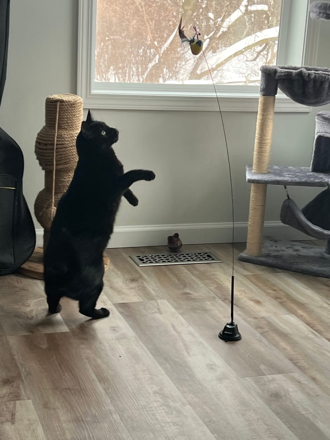 Customer photo review of Interactive Bird Simulation Cat Toy Set | Leo's Paw