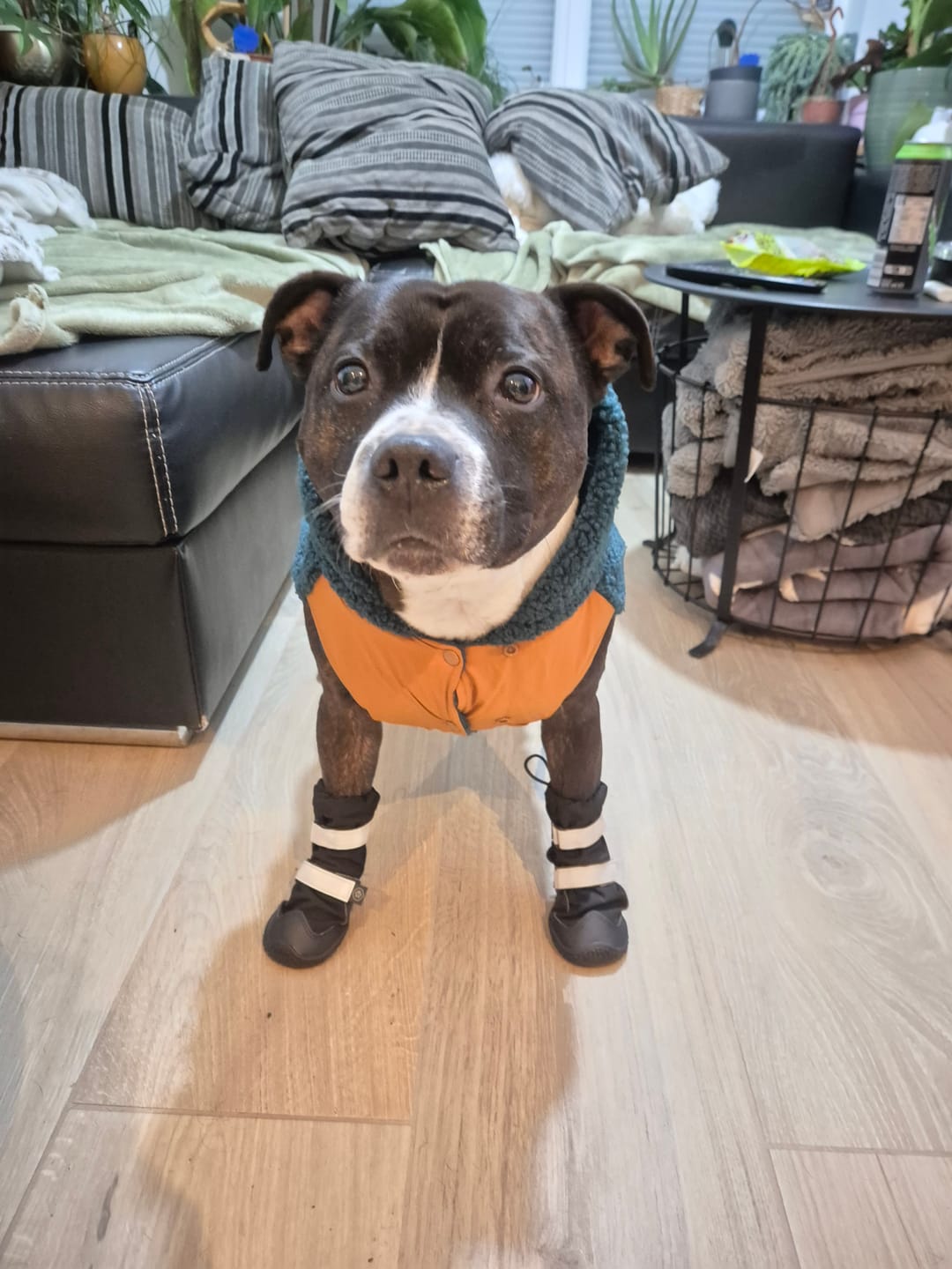 Customer photo review of Flex Shell Waterproof Dog Boots - Black
