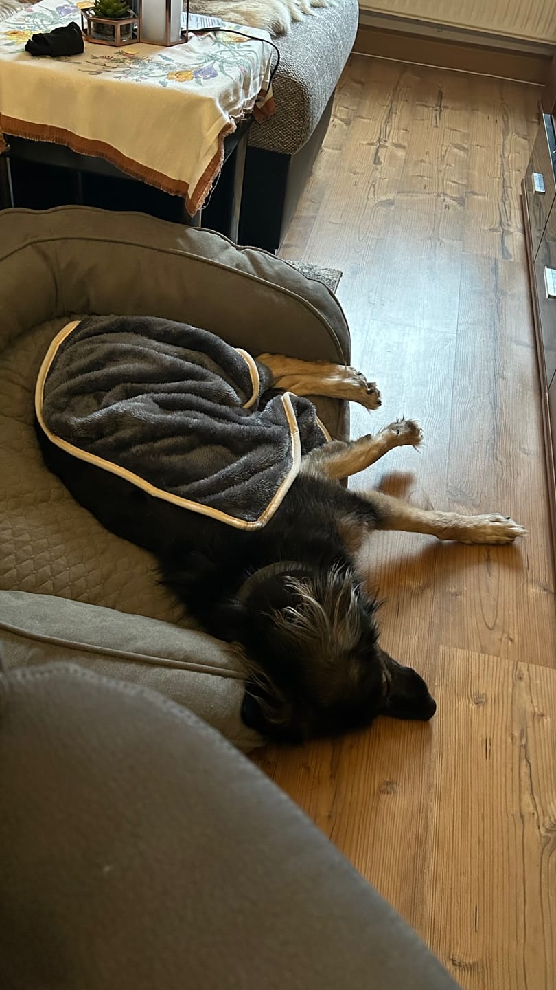 Customer photo review of Belune Hundedecke - Deluxe