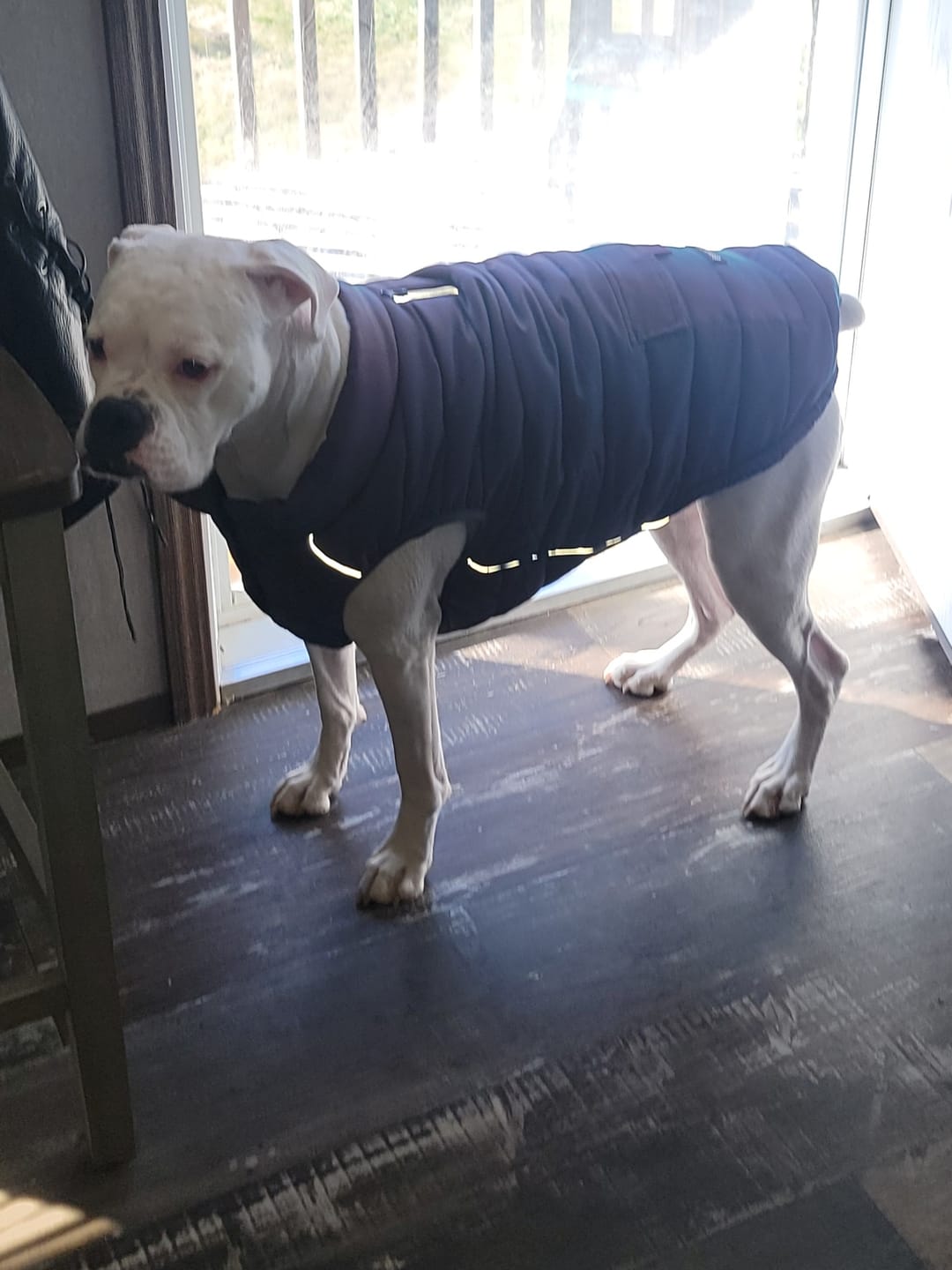 Customer photo review of WarmShield Water-Resistant Jacket - Cosmic