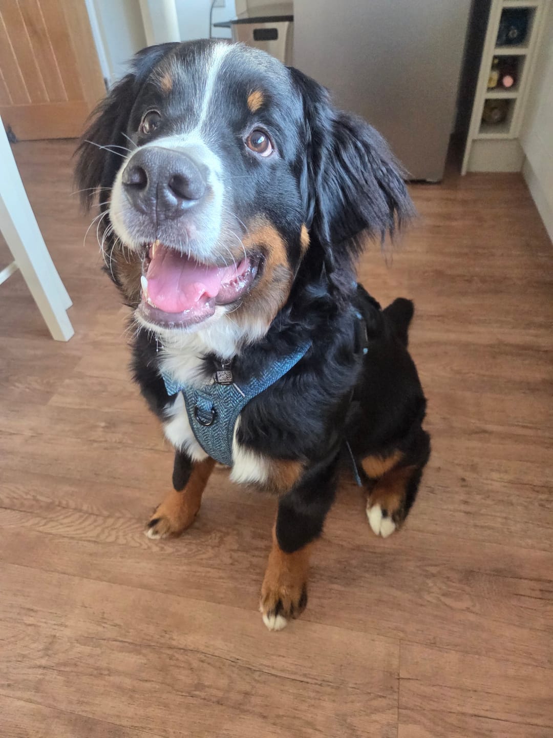 Customer photo review of Tough Trails™ Harness - Country Teal