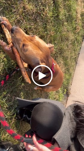 Customer video review of 4cm Combat® Collar | Handle & Rated Clip - Burgundy