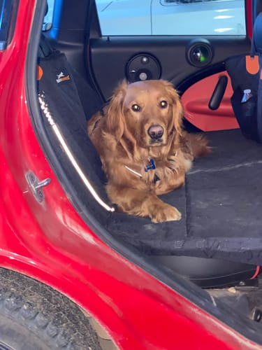 Customer photo review of RuffRover 2.0™ - Hard Bottom Dog Car Seat Protector