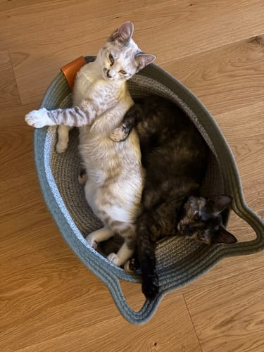 Customer photo review of Instinct Basket | Handwoven & Chemical-Free Cat Territory