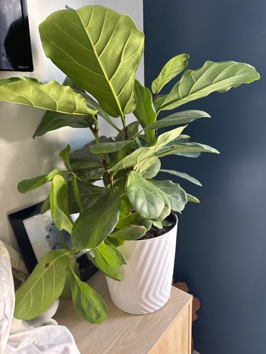 Customer's lush green houseplant in a white pot on a nightstand, showing the results of using the Plant Food.