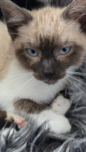 Customer photo review of 3 Month Supply - 1 Cat