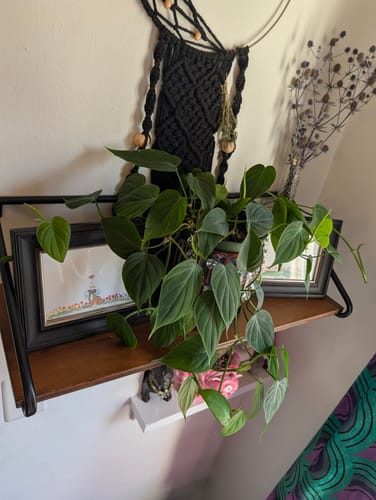 Customer's healthy Philodendron Micans Green Form with lush, trailing vines on a decorative shelf.