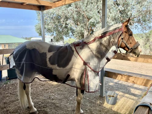 Customer photo review of LE Defender Anti-Insect Fly Rug