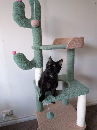 Customer photo review of Cactus-Styled Cat Climbing Tree