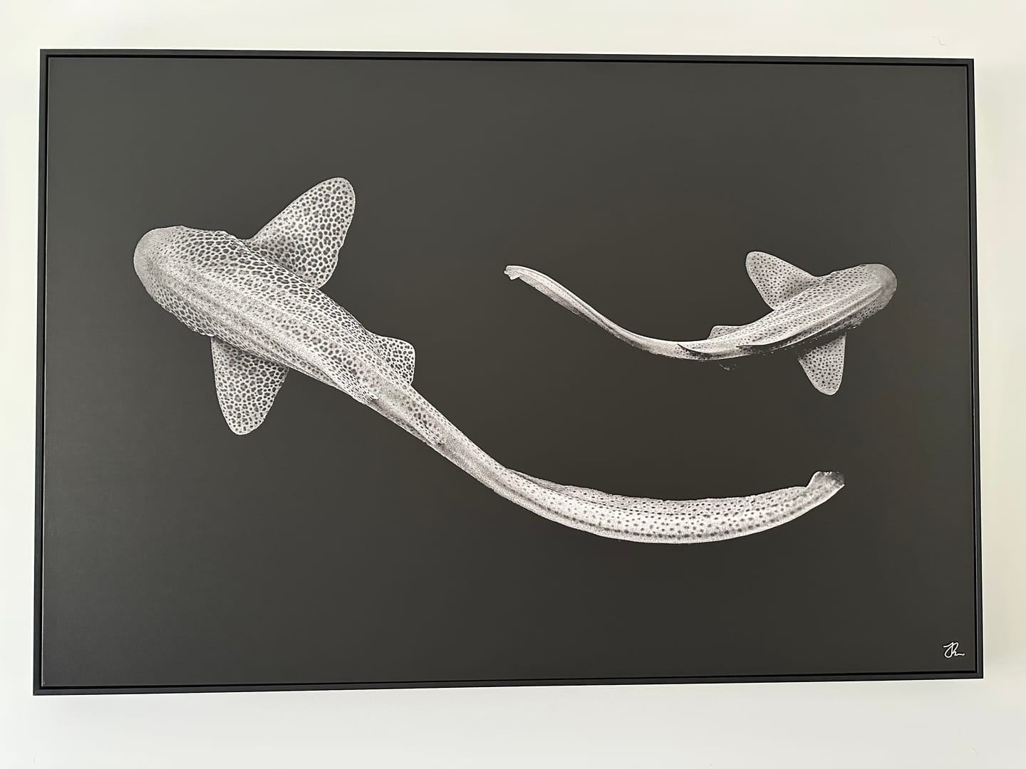 Customer photo review of Double Leopard Sharks Monochrome