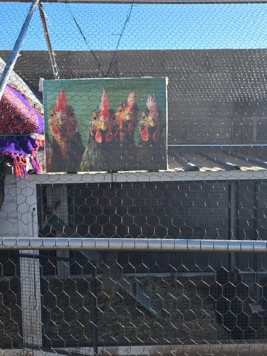 Customer photo review of The Poultry Posse