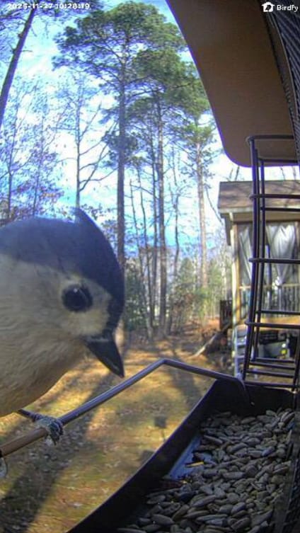 Customer photo review of Birdfy Feeder Metal V - Smart Metal Feeder with Camera
