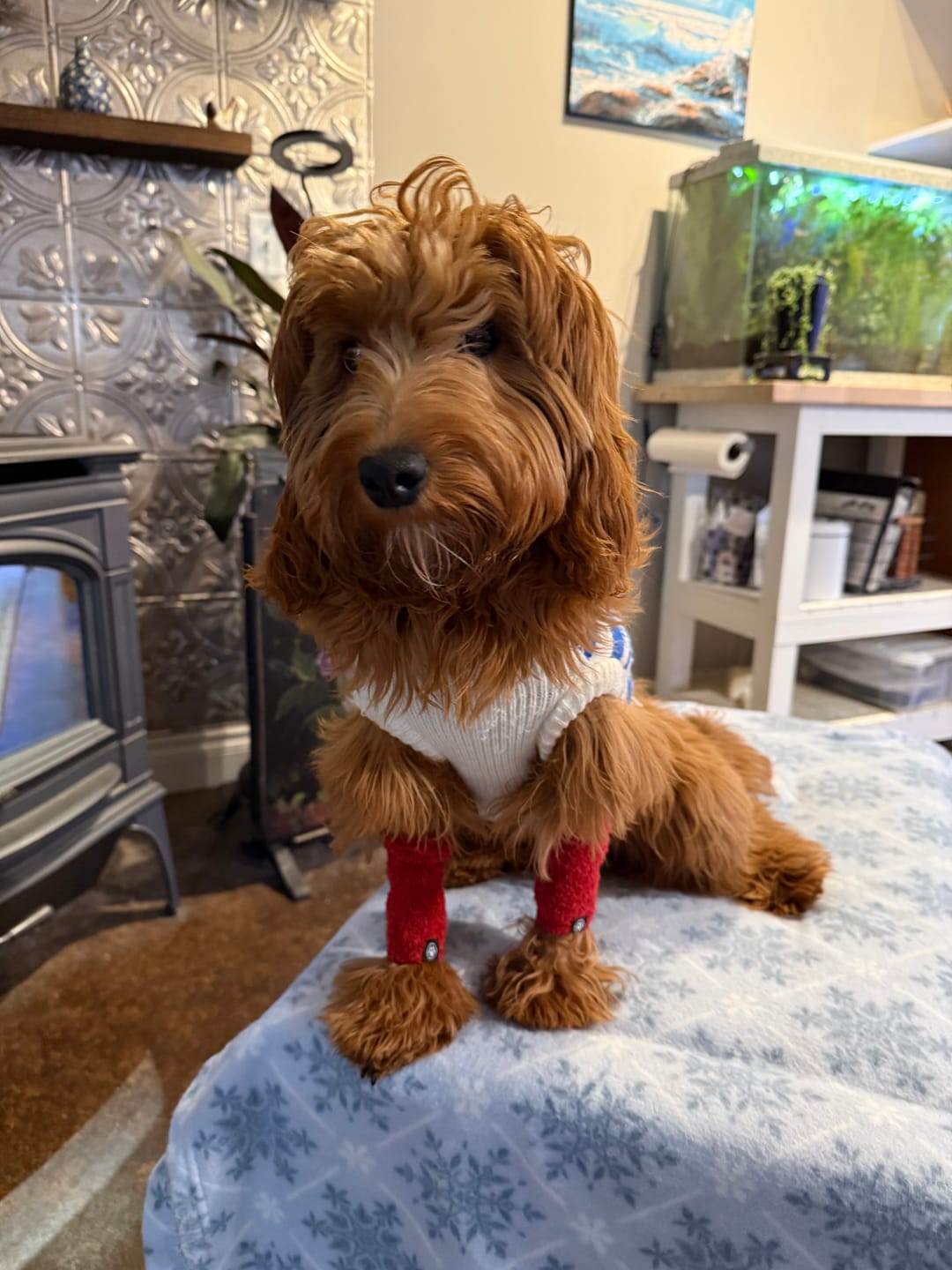 Customer photo review of Stretchy Fleece Dog Leg Warmer Sleeves