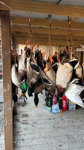 Customer photo of several hunted ducks, from a trip where they used their XCOR PRO earbuds.