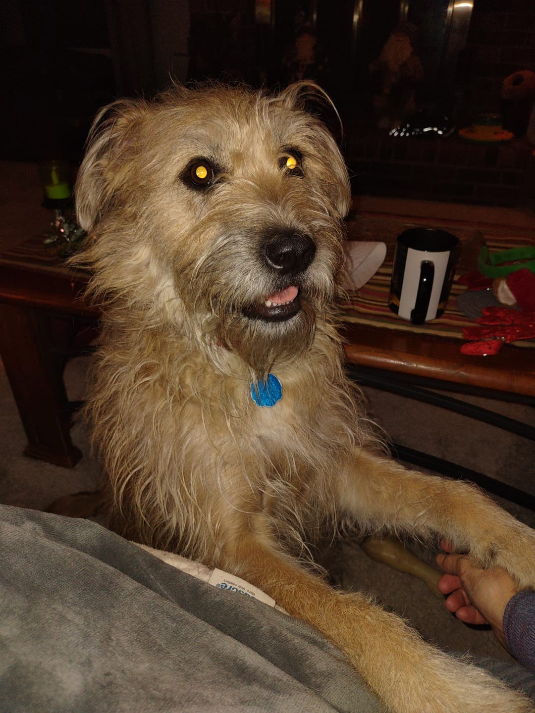Customer photo review of Royal Canin Gastrointestinal Low Fat + Hydrolyzed Protein Dry Dog Food