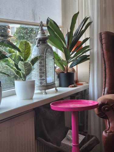 Customer photo review of Caladium Kunstplant 38cm