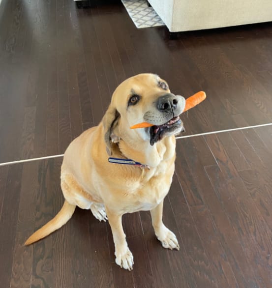 Customer photo review of Balyxe: Protección Dental para Mascotas