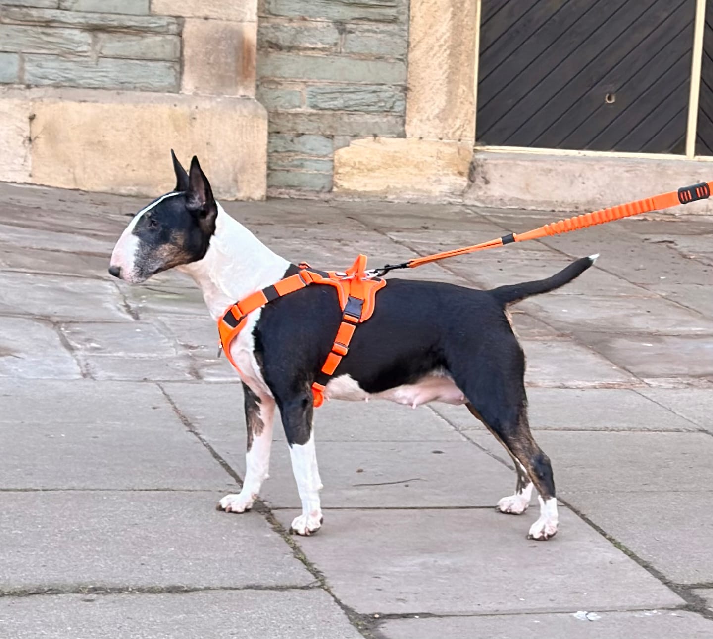 Customer photo review of Anti Pull Hurricane Harness Lighter | With Handle - Orange