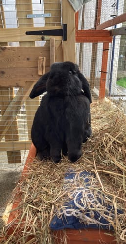 Customer's fluffy black rabbit sitting on a thick bed of Golden Barley Straw in its hutch.
