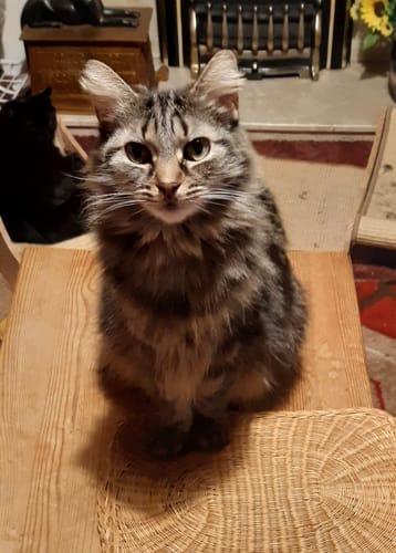 Customer photo review of 1 Month Supply – 2 Cat