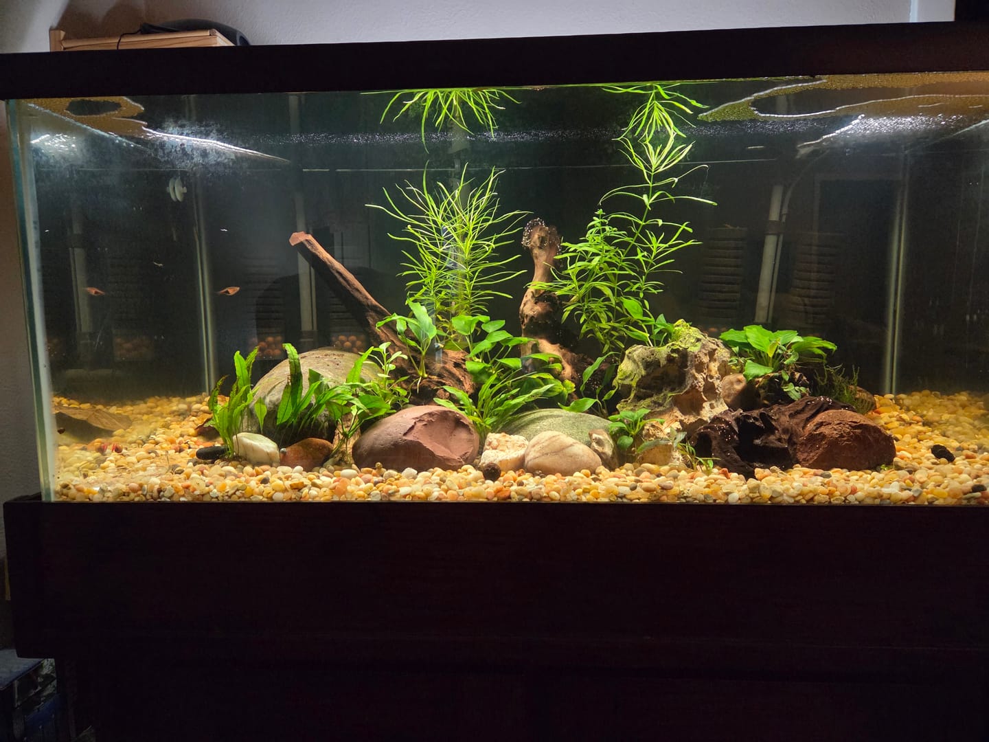 Customer photo review of RAMSHORN SNAILS (ASSORTED BLUE, PINK,GREY,GOLD)