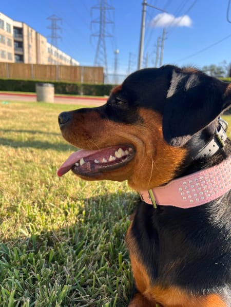 Customer photo review of Balyxe: Protección Dental para Mascotas