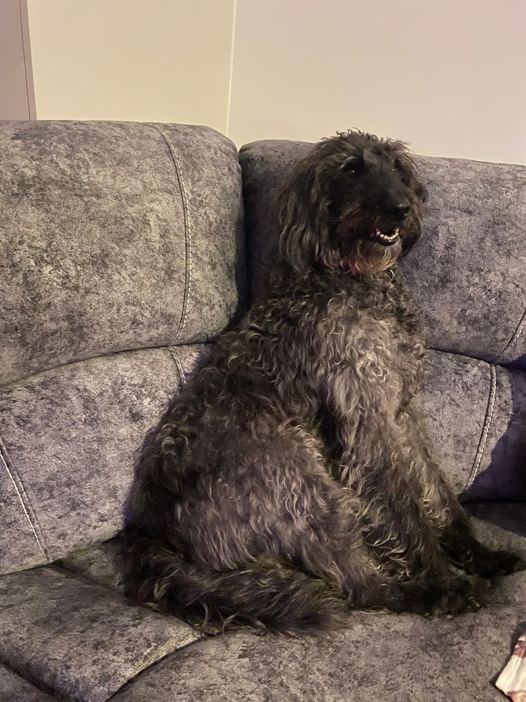Customer photo review of Madam Coco Pet Perfume