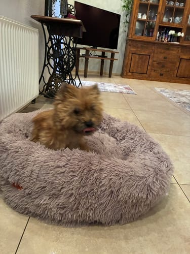 Customer photo review of Puppery Hundebett Wolke 7 - Das Original