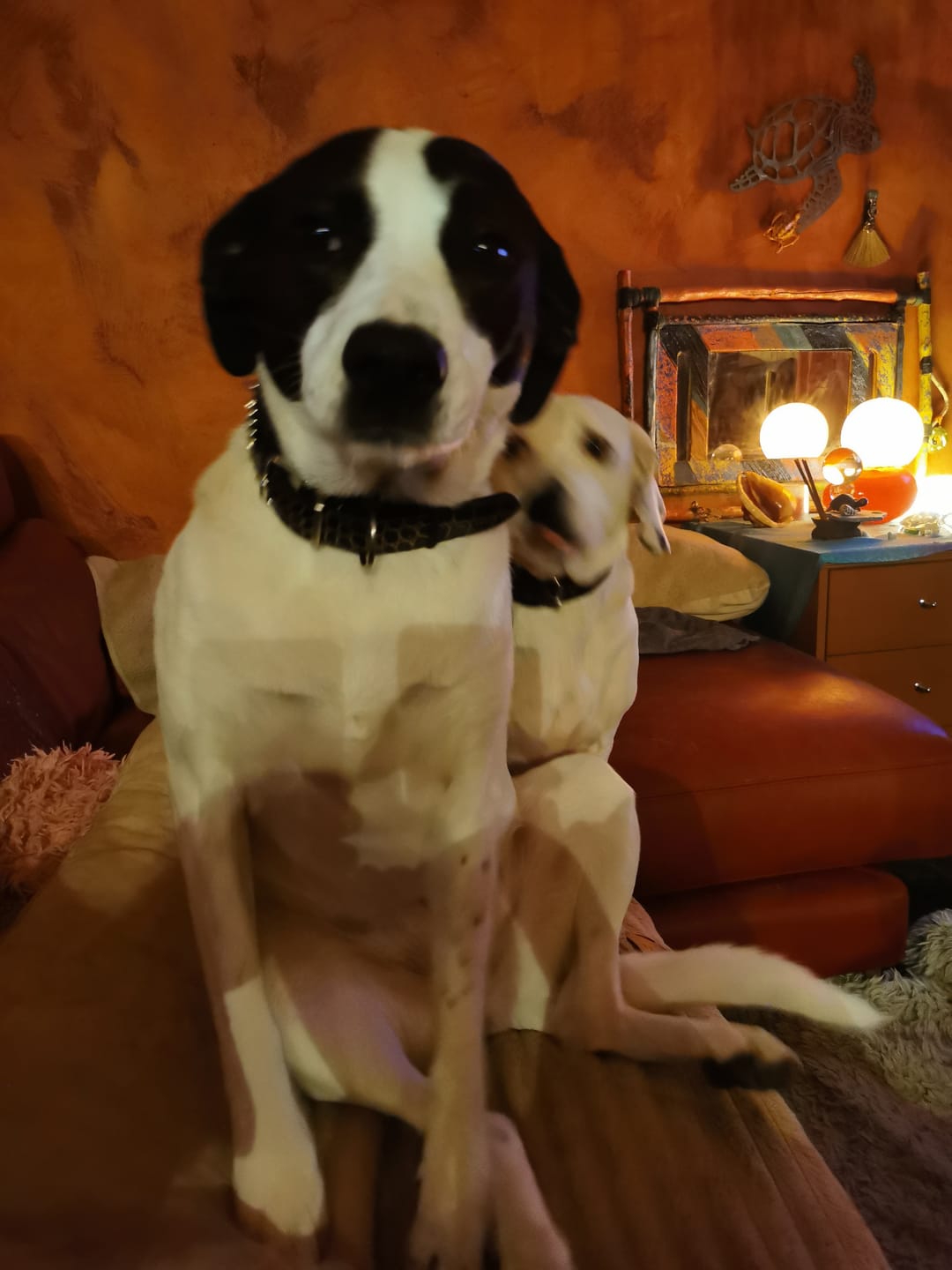 Customer photo review of Collier Anti Aboiement PuppySafe