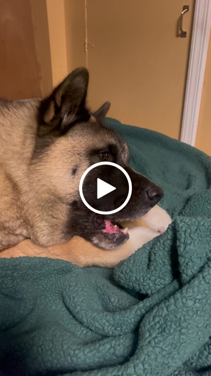 Customer video review of Himalayan Yak Cheese Chew Dog Treat