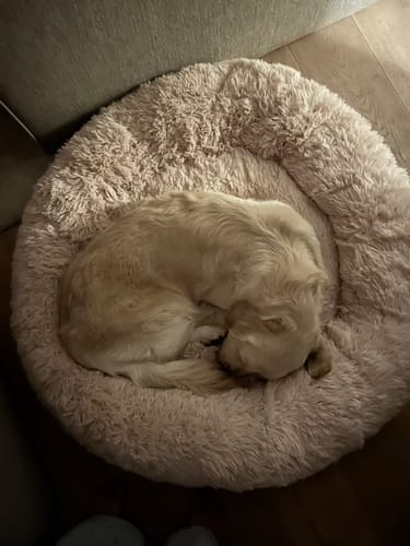 Kundbild: golden retriever i sin CalmBed