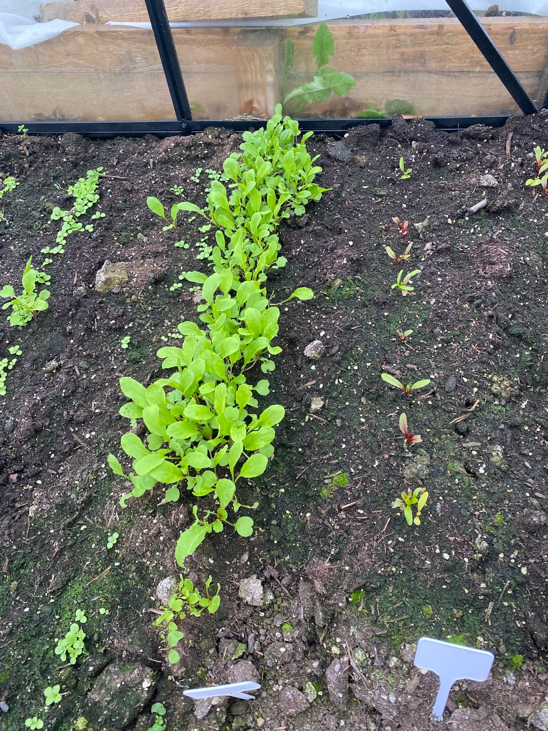 Customer photo review of Rucola