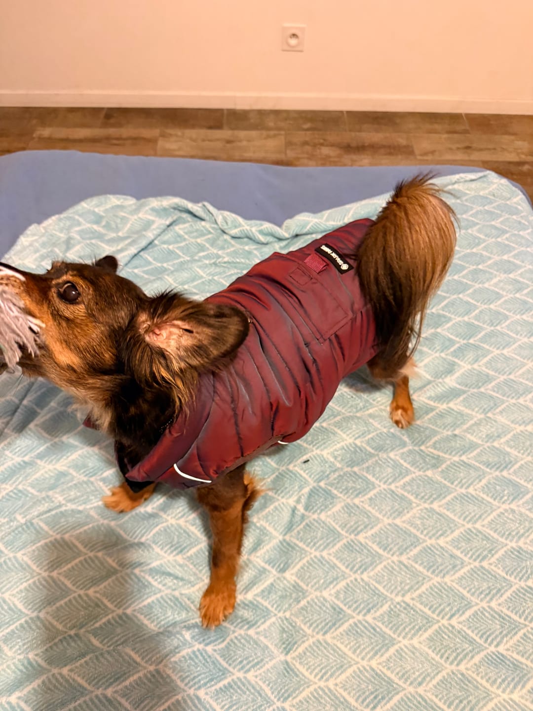 Customer photo review of WarmShield Water-Resistant Jacket - Cosmic