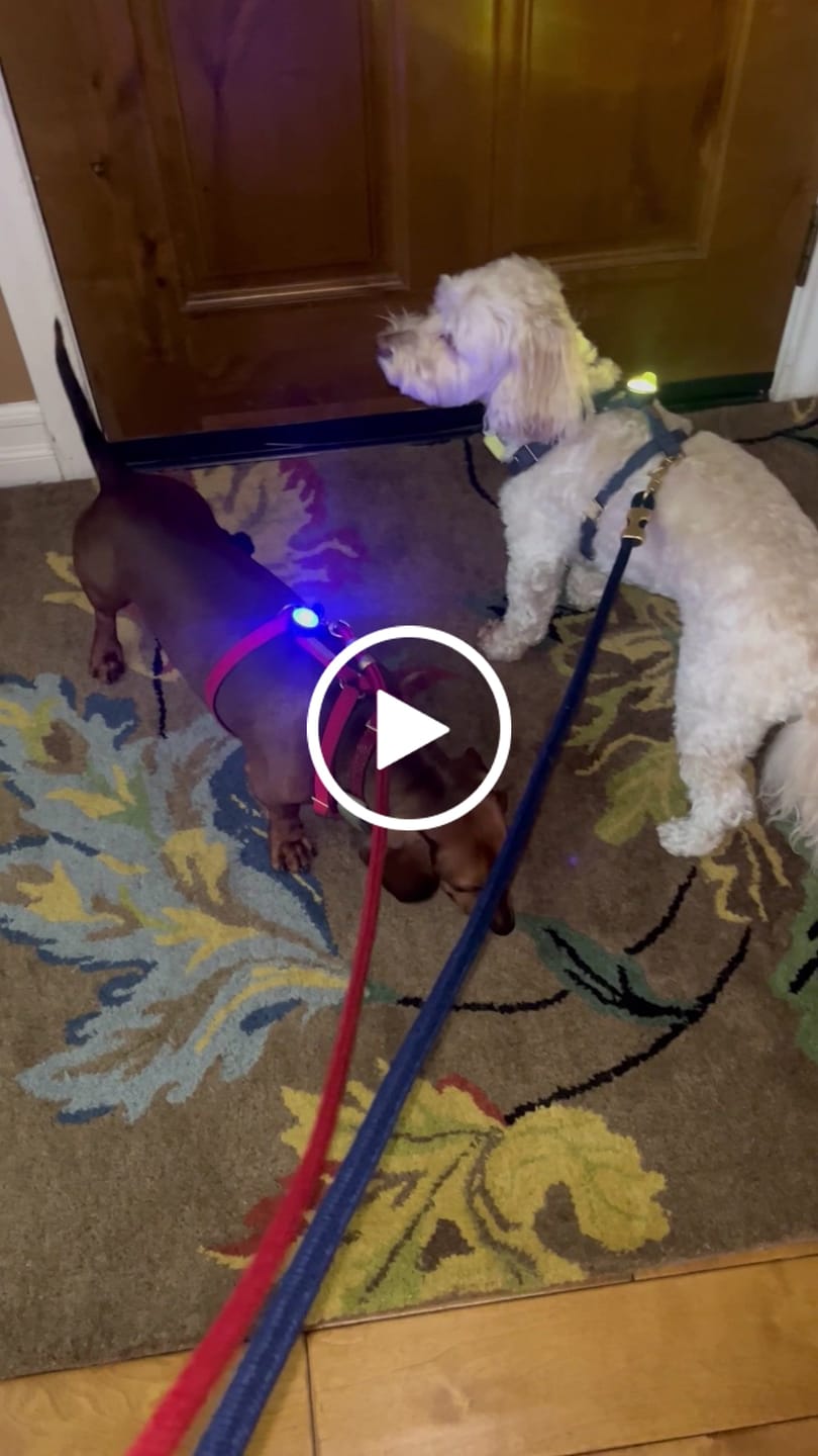 Customer video review of TrekBright® Dog Safety Light