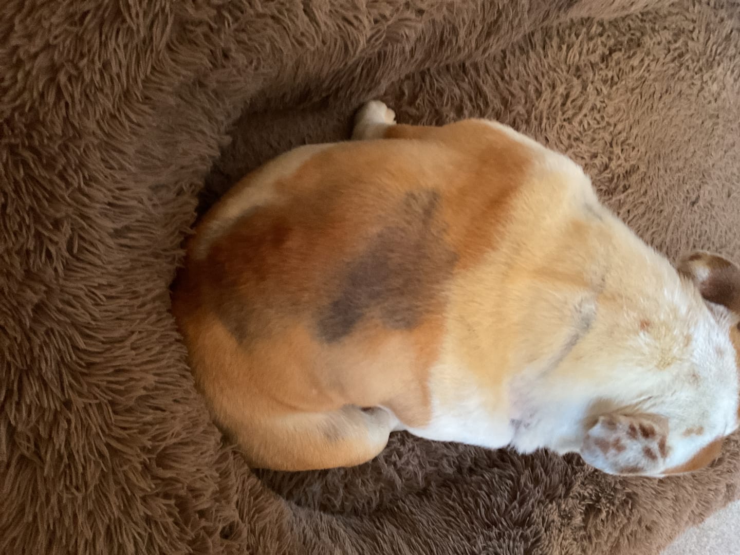 Customer photo review of Dog Spray