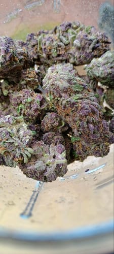Customer photo review of Granddaddy Purple - 14 Grams - Indica
